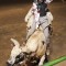 Braxdon Patterson, of Greybull, rides a bull named Wolf Trap last Friday night at the Big Horn County Fair Rodeo in Basin. Lisa Kunkel