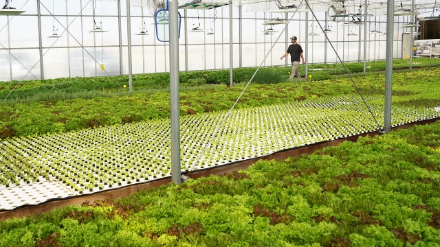 Trent Koehn walks in the greenhouse of Greybull Valley Produce on Tuesday morning. Lisa Kunkel
