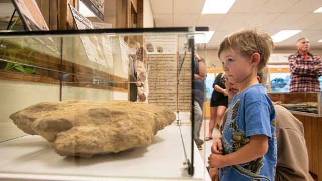 Five-year-old Hansl Chicolm-Anderson of Worland is one of the first to view Greybull Museum’s new exhibit donated by Indiana Dinosaur Museum at its unveiling Thursday, Sept. 24.  In view, a fossilized theropod footprint is included in the display. Avery Howe