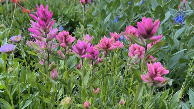 A meadow near Geneva Pass, west of Buffalo, bursts with more than 40 species of wildflowers in full bloom. In the foreground is Castilleja rhexiifolia, commonly known as rosy paintbrush. Courtesy Photo